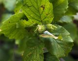 Corylus avellana. Созревшие плоды на конце ветви. Московская обл., Раменский р-н, окр. дер. Хрипань, лес. 04.08.2008.