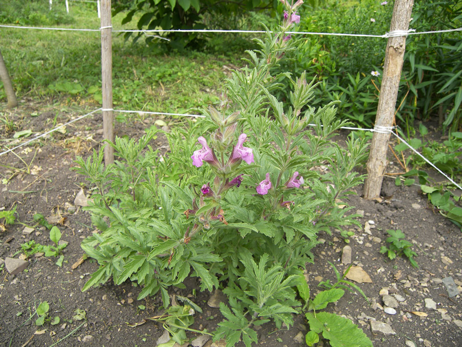 Image of Salvia garedji specimen.