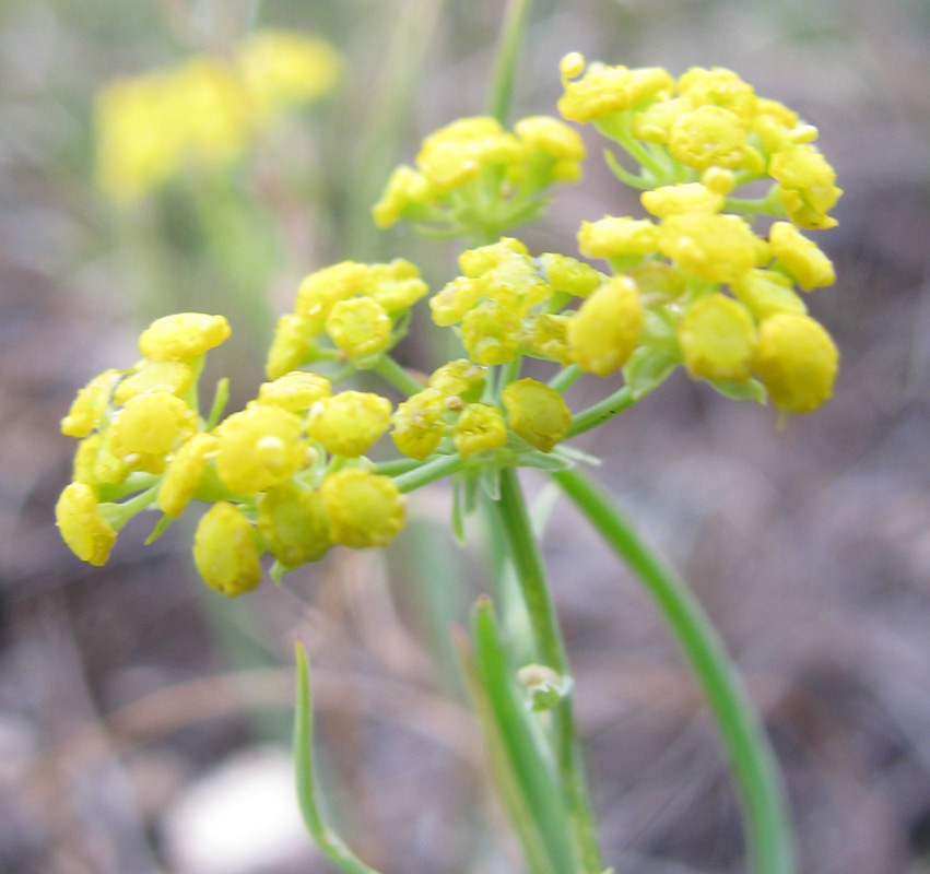 Изображение особи Bupleurum bicaule.