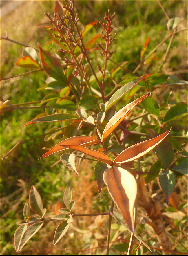 Image of Nandina domestica specimen.