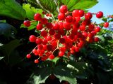 Viburnum opulus