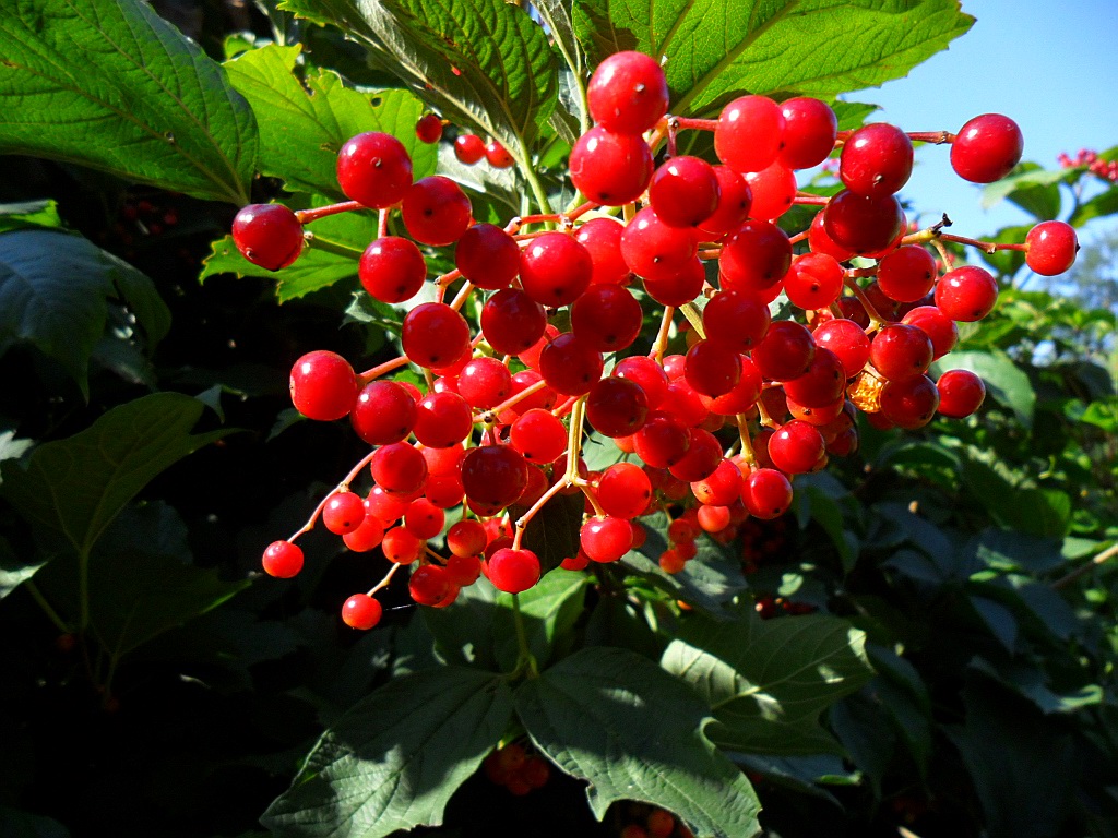 Изображение особи Viburnum opulus.