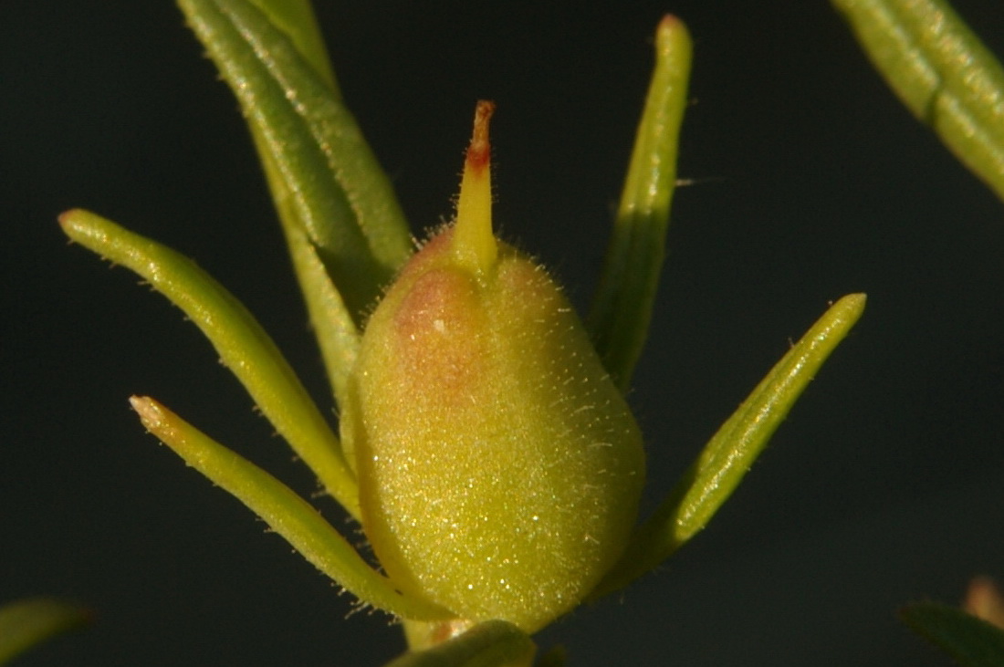 Image of Misopates orontium specimen.