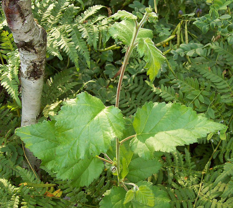 Изображение особи Betula pubescens.