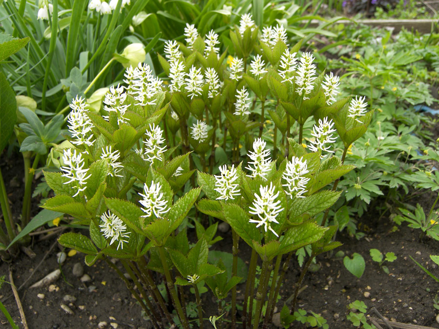 Изображение особи Chloranthus quadrifolius.