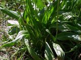 Plantago lanceolata