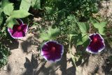 Ipomoea hederacea