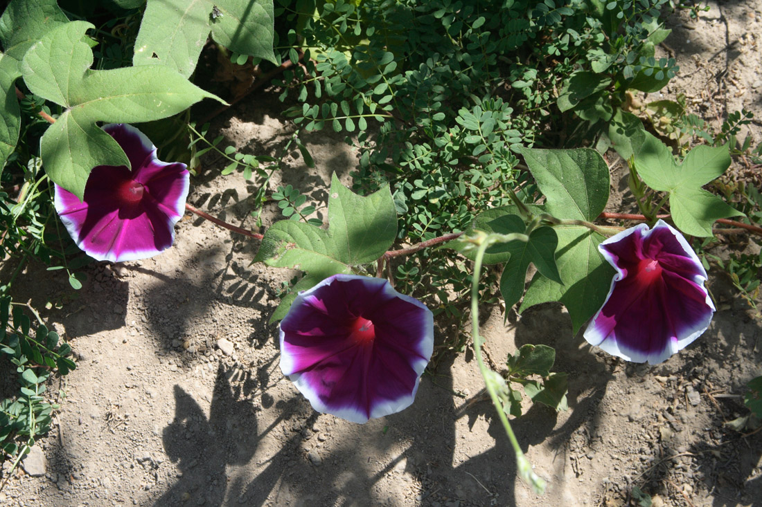 Image of Ipomoea hederacea specimen.