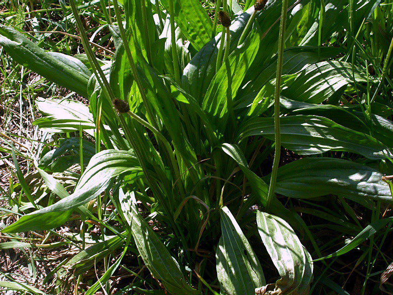 Изображение особи Plantago lanceolata.