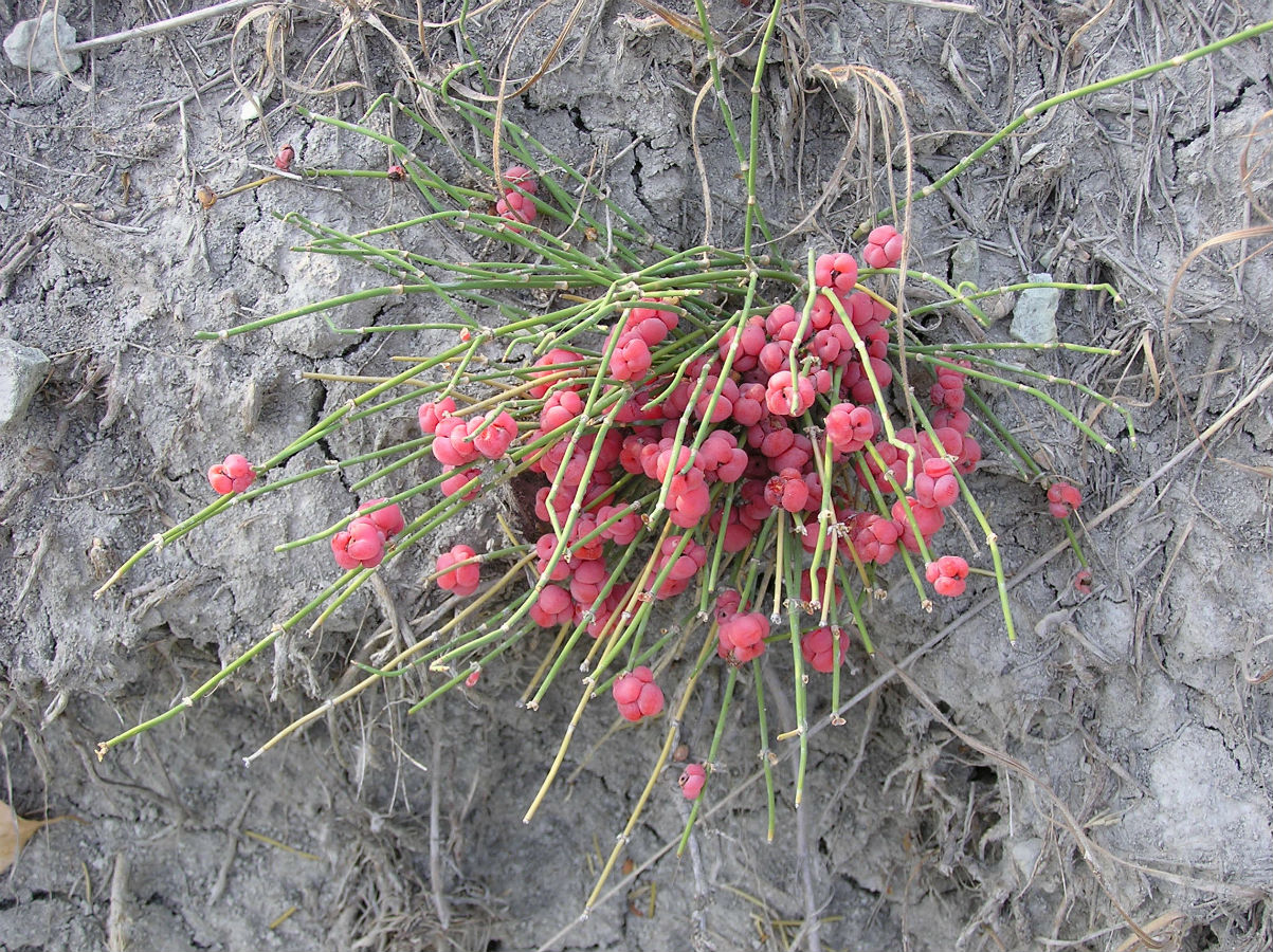 Image of Ephedra distachya specimen.