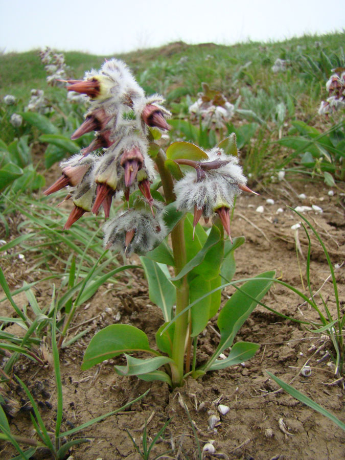 Изображение особи Rindera tetraspis.