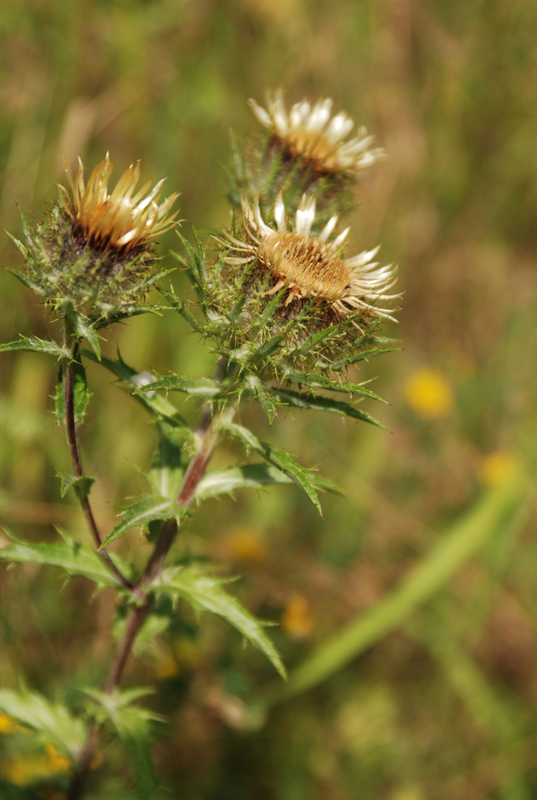 Изображение особи Carlina biebersteinii.