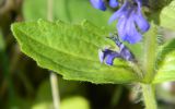 Ajuga genevensis. Лист. Украина, Донецкая обл., Артёмовский р-н, окр. с. Дроновка. 11.05.2012.