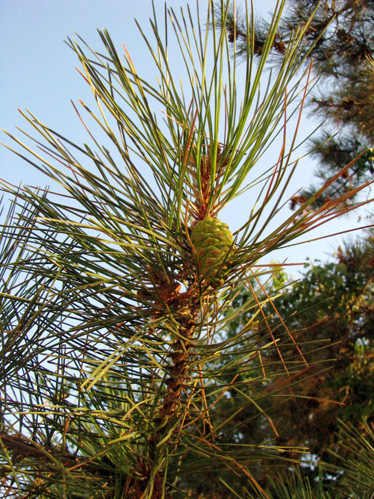 Изображение особи Pinus pallasiana.