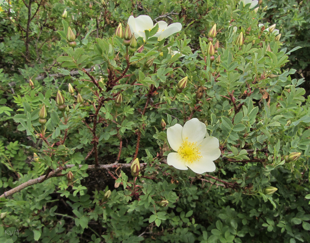 Image of Rosa spinosissima specimen.