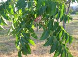 Ailanthus altissima. Ветка с плодами. Зап. Крым, г. Саки, территория детского оздоровительного лагеря \"Прибрежный\". 30.08.2011.