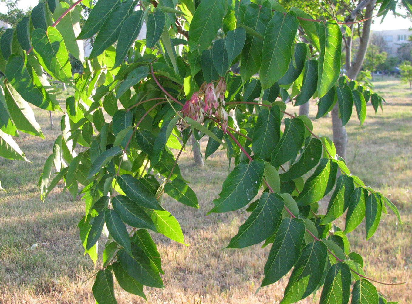 Image of Ailanthus altissima specimen.