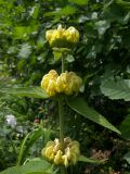 Phlomis russeliana