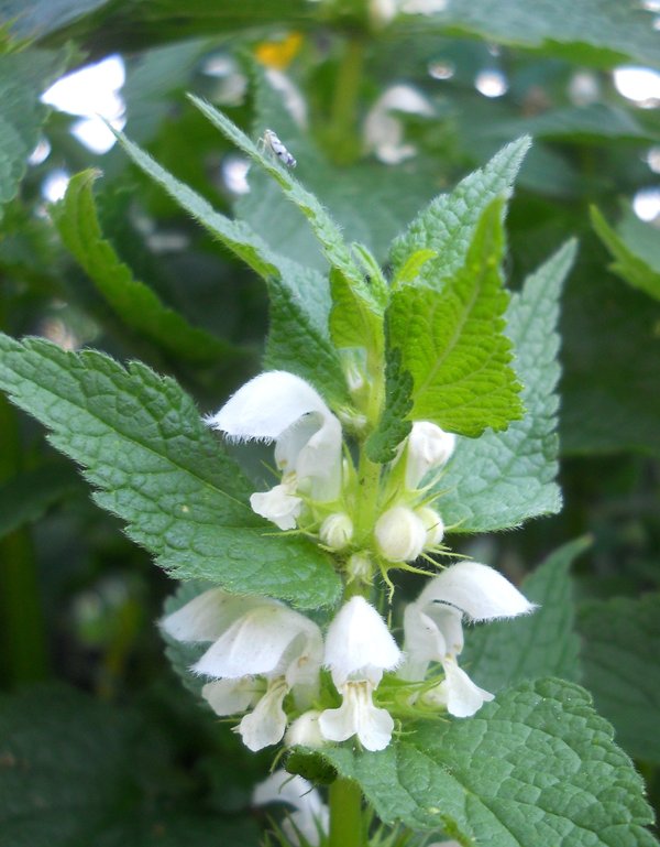 Image of Lamium album specimen.