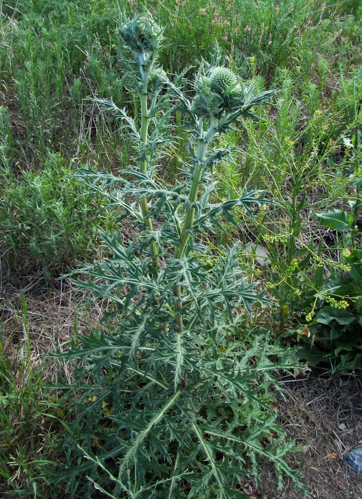 Изображение особи Echinops sphaerocephalus.