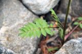 genus Polemonium