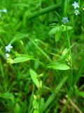 Myosotis cespitosa. Верхушка цветущего растения. Республика Саха (Якутия), Томпонский р-н, с. Кескил. 03.07.2012.