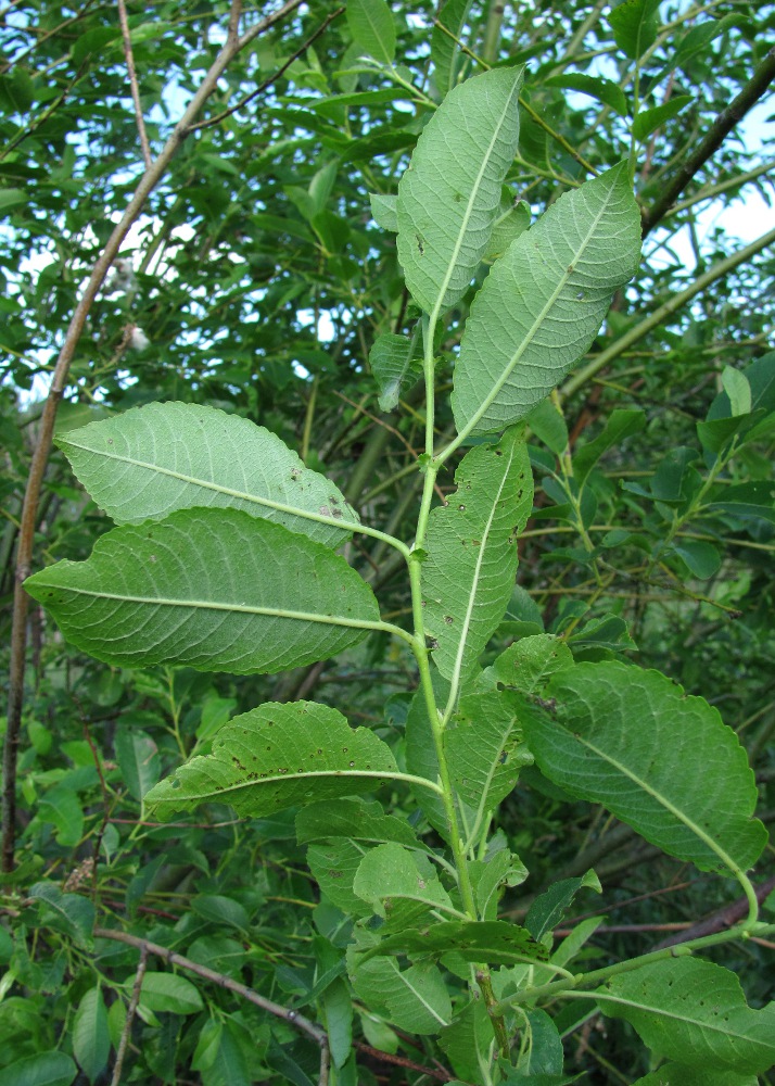 Изображение особи Salix myrsinifolia.