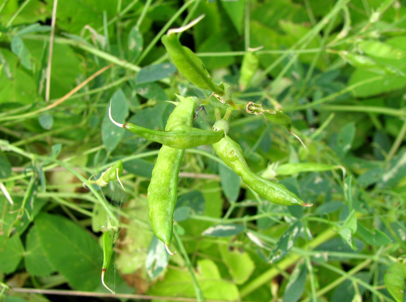 Image of Lathyrus tuberosus specimen.