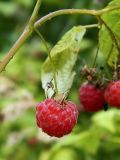 Rubus idaeus. Плод. Смоленская обл., Смоленский р-н, окр. пос. Каспля, нижняя часть склона моренной гряды. 22.07.2012.