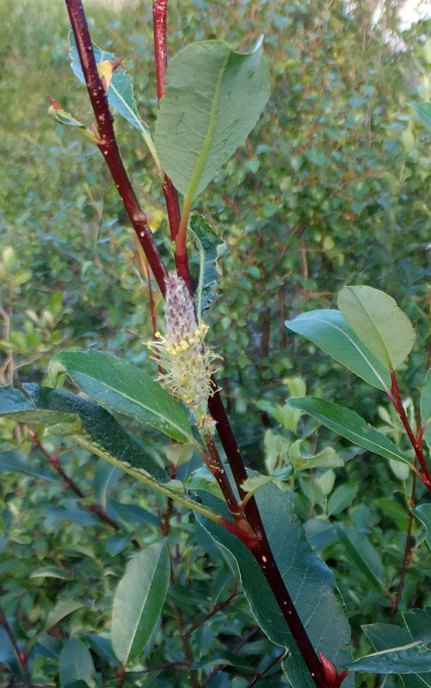 Изображение особи Salix phylicifolia.