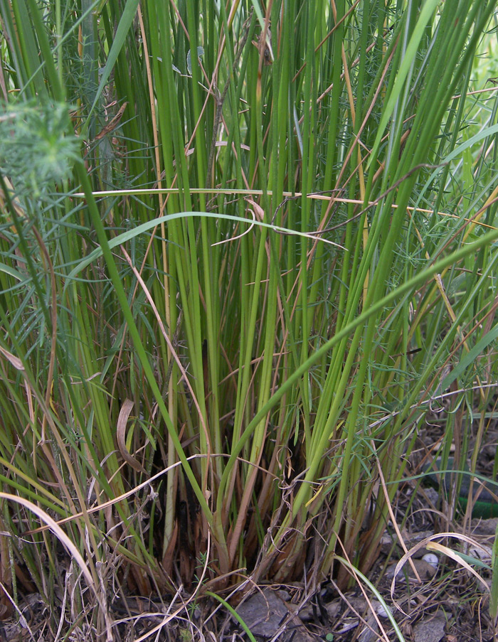 Image of Scirpoides holoschoenus specimen.