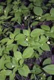 Impatiens parviflora. Цветущие растения. Южный Казахстан, ущелье Машат в устье Даубабы. 05.05.2012.