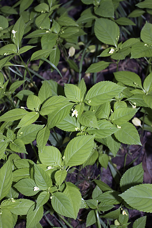 Изображение особи Impatiens parviflora.