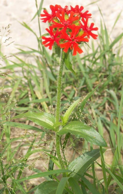 Изображение особи Lychnis chalcedonica.