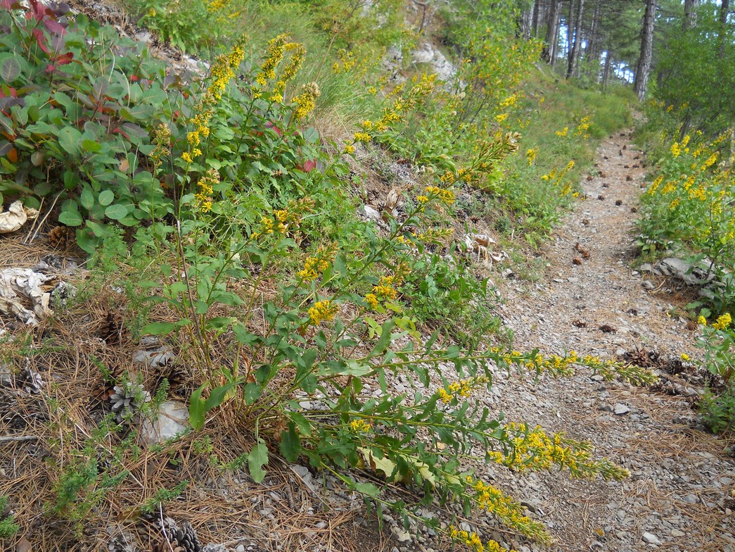 Image of Solidago virgaurea ssp. taurica specimen.