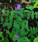 Lathyrus humilis