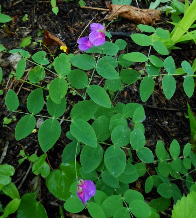 Image of Lathyrus humilis specimen.