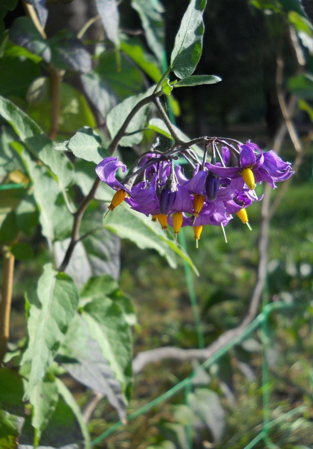 Image of Solanum kitagawae specimen.