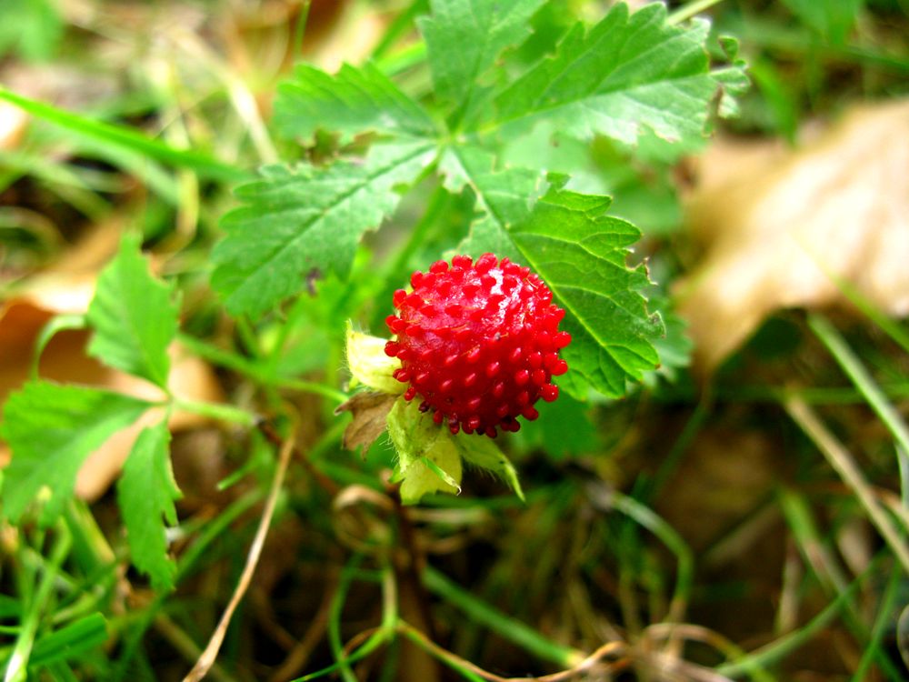 Изображение особи Duchesnea indica.