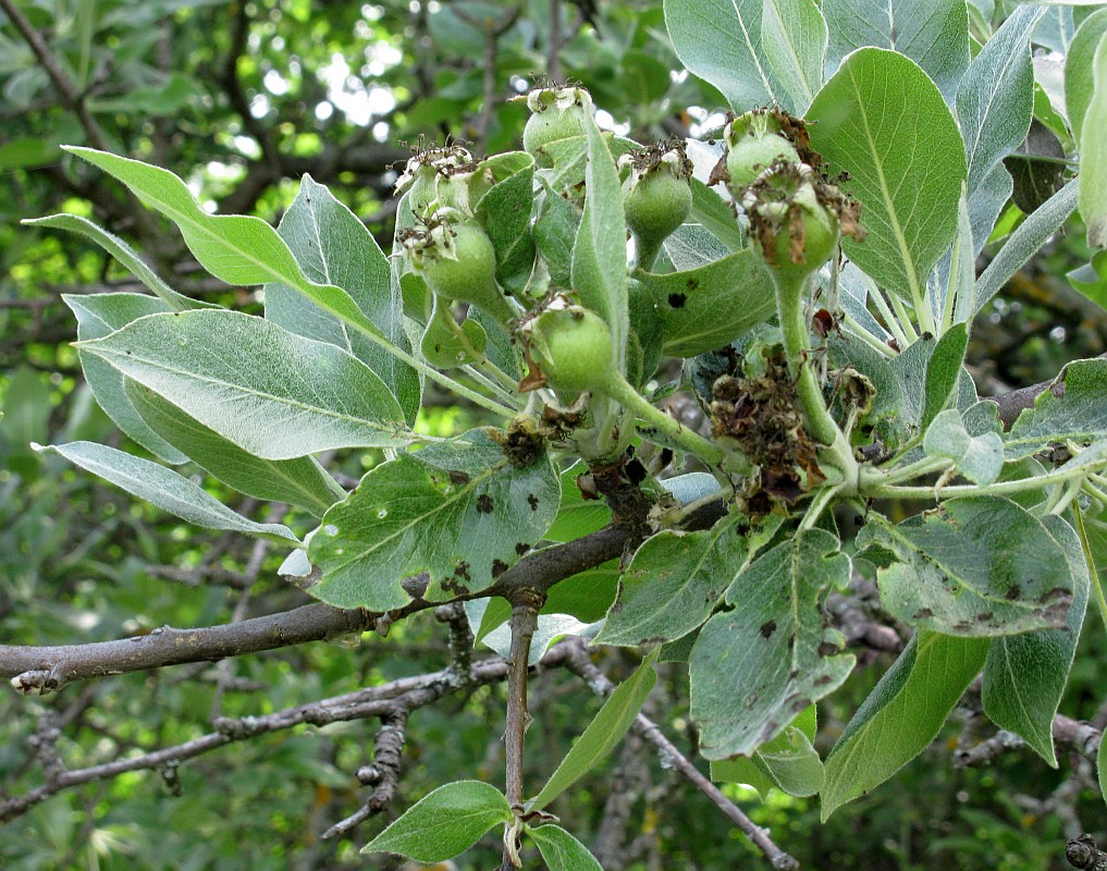 Image of Pyrus salviifolia specimen.