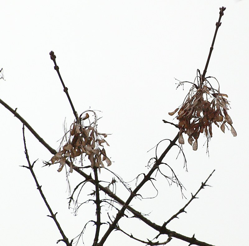 Image of Acer negundo specimen.