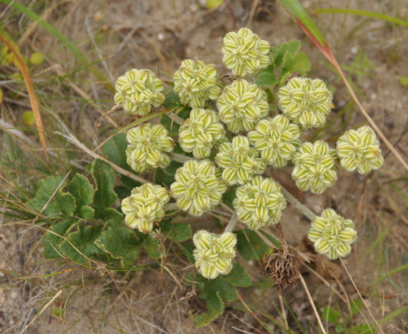 Image of Glehnia litoralis specimen.