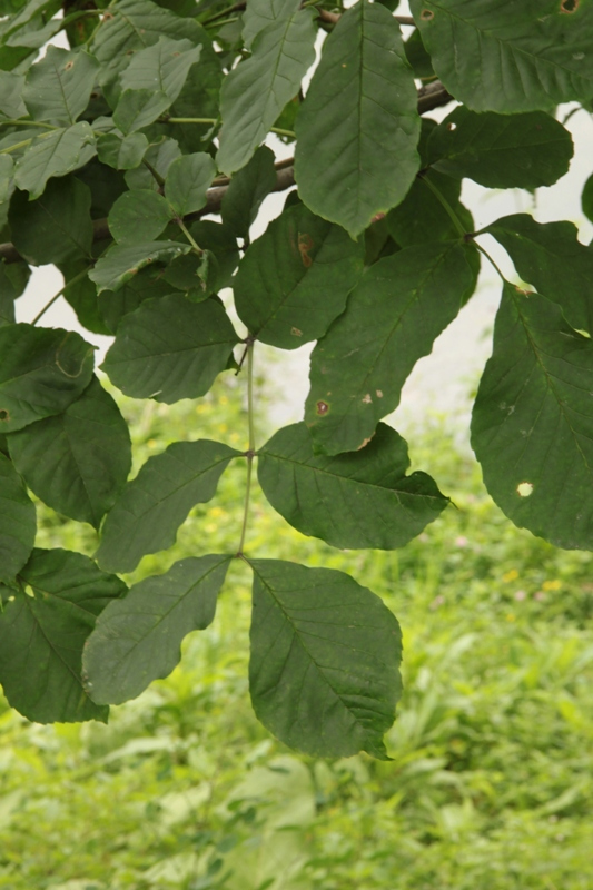 Изображение особи Fraxinus rhynchophylla.