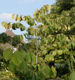 Hamamelis virginiana