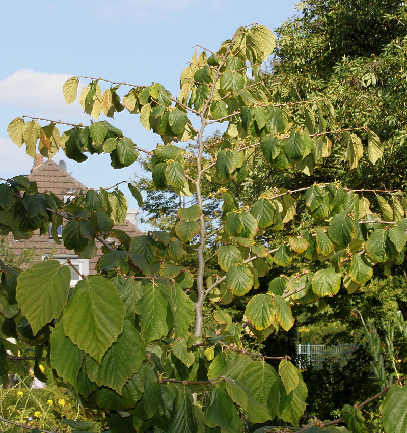 Изображение особи Hamamelis virginiana.