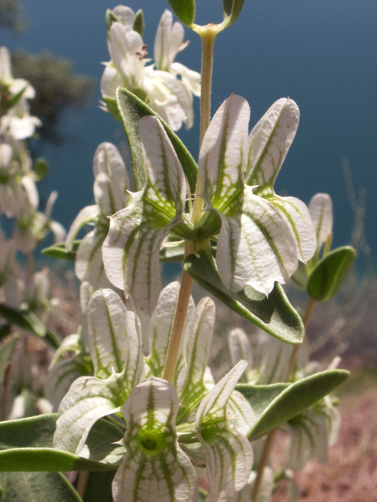 Image of Otostegia olgae specimen.