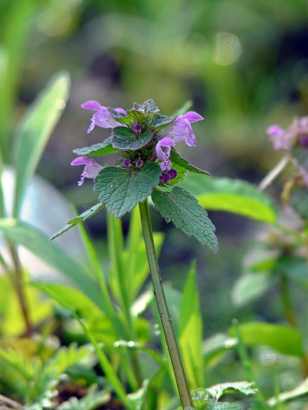 Изображение особи Lamium purpureum.