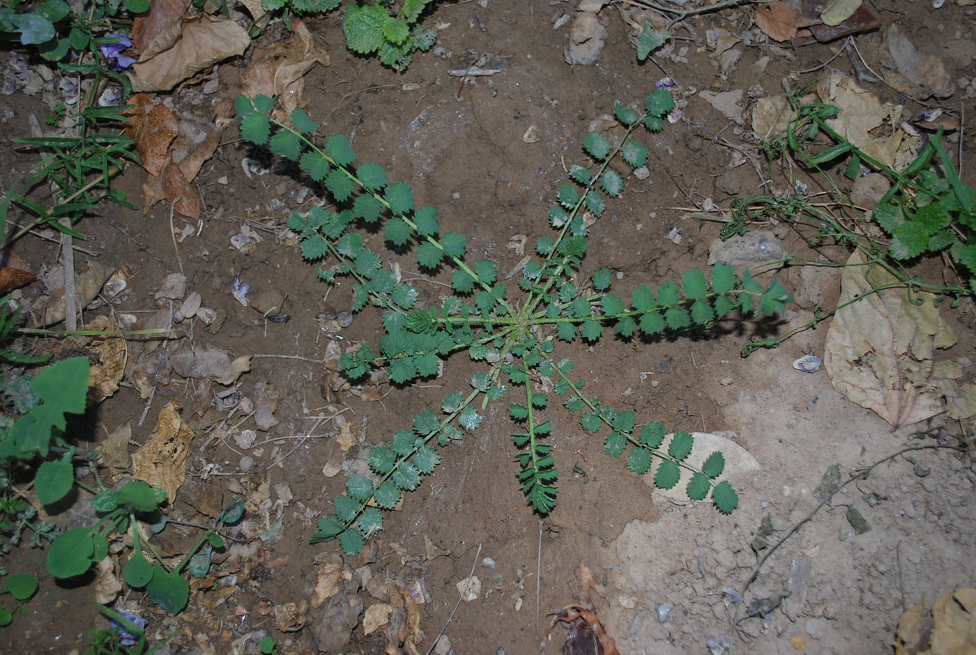 Image of Poterium polygamum specimen.