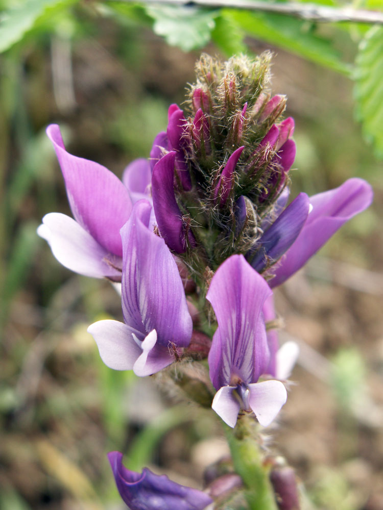 Изображение особи Oxytropis ferganensis.