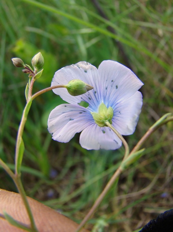 Изображение особи Linum austriacum.